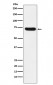 NOXA2/p67phox Antibody