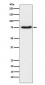 Netrin 1 Antibody