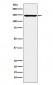 ORP150 Antibody