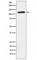 Eph receptor B1 Antibody