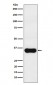 MC1 Receptor Antibody