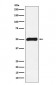 FKBP51 Antibody