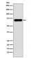 PCK1 Antibody