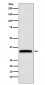 GDF15 Antibody