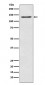 MGEA5 Antibody