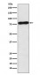 c-Myb Antibody