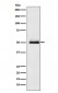 Cytochrome P450 2C9 Antibody