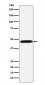 ACTL6A Antibody