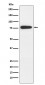 MARK2 Antibody