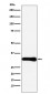 Bcl10 Antibody