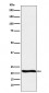 GLO1 Antibody