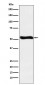 Lumican Antibody