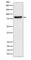 TLE1 Antibody