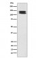 H Cadherin Antibody