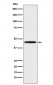 PEDF Antibody