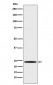 Mad2L1 Antibody