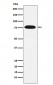 KHSRP Antibody