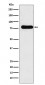 GAB1 Antibody