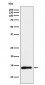 TCL1 Antibody