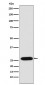 LIN28 Antibody