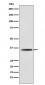 Myogenin Antibody