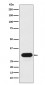 HLA-Drb1 Antibody