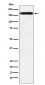 PODXL Antibody