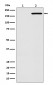 EGFR(L858R mutation) Antibody