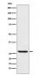 EIF4E Antibody