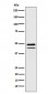 Brachyury Antibody