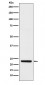 HB EGF Antibody