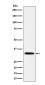 Syntaxin Antibody