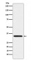 Syntaxin 4 Antibody