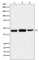 KAT1 / HAT1 Antibody