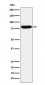 HSF1 Antibody