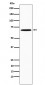 SAM68 Antibody