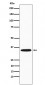 GNB2 Antibody