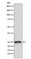 TC10 Antibody