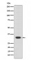 Otx2 Antibody