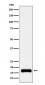 ISG15 Antibody