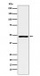 ACADM Antibody