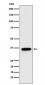 FBP1 Antibody