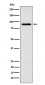 RSK4 Antibody