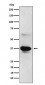 ICAD Antibody