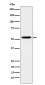 PKA R2 Antibody