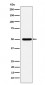 ABAT Antibody