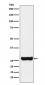 GSTM1 Antibody