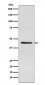 Inhibin alpha Antibody