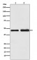 Oxytocin Receptor Antibody