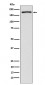 EHMT2/G9A Antibody